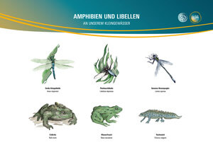 Amphibien und Libellen