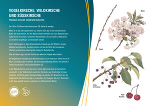 Vogelkirsche, Wildkirsche und Süßkirsche