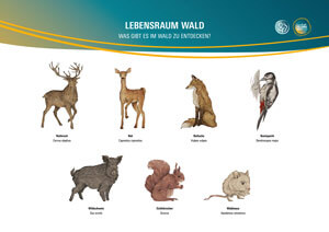 Lebensraum Wald