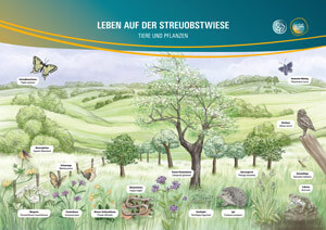 Leben auf der Streuobstwiese