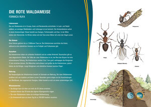 Die rote Waldameise