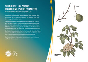 Wildbirne, Holzbirne, Mostbirne